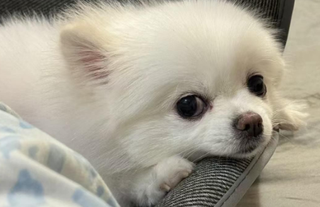 博美宠物狗感冒什么症状 博美宠物狗感冒什么症状