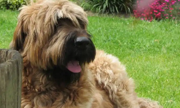 伯瑞犬适合小孩子养吗?本文有答案! 伯瑞犬适合小孩子养吗?本文有答案!