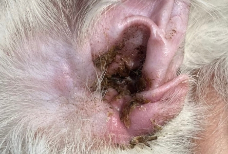 猫有耳螨怎么彻底清除 猫有耳螨怎么彻底清除