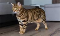 猫咪假孕时能和其他猫接触吗