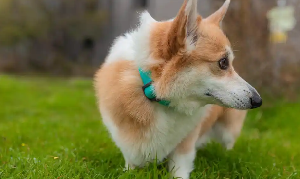 威尔斯柯基犬为什么要断尾?这6个原因,你要清楚 威尔斯柯基犬为什么要断尾?这6个原因,你要清楚