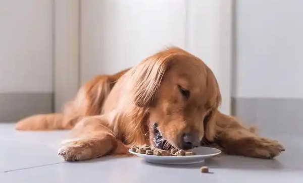 爱肯拿和耐吉斯狗粮对比,哪个更适合你的爱犬? 爱肯拿和耐吉斯狗粮对比,哪个更适合你的爱犬?