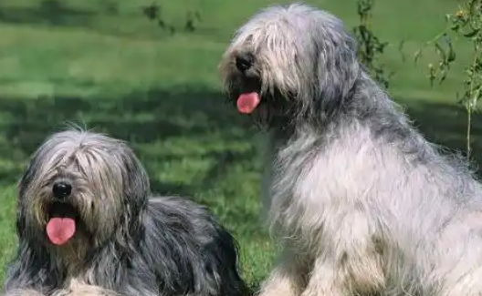 解析伯瑞犬呕吐:常见原因全梳理! 解析伯瑞犬呕吐:常见原因全梳理!