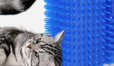 墙角猫一家以 “拉近人与宠物亲密关系” 为设计主旨的宠物品牌 墙角猫一家以 “拉近人与宠物亲密关系” 为设计主旨的宠物品牌