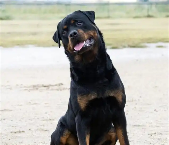 罗威纳犬价格飙升:血统&地区双因素揭秘 罗威纳犬价格飙升:血统&地区双因素揭秘