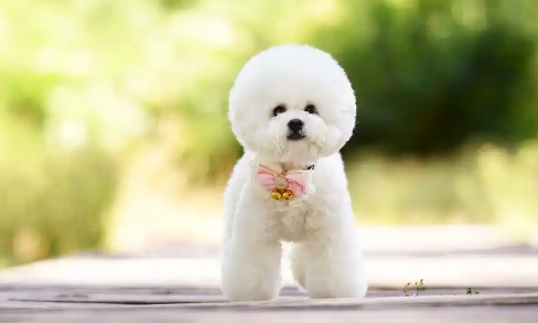 比熊犬：自带“微笑唇”的治愈系萌宠