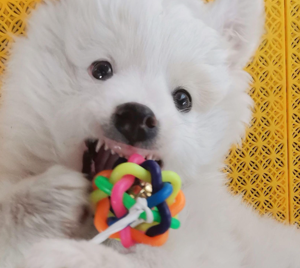 爱犬在宠物店暴毙!主人索赔精神损害抚慰金2万 爱犬在宠物店暴毙!主人索赔精神损害抚慰金2万