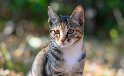 猫咪多大开始发情有什么表现