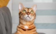 猫咪口腔炎什么症状