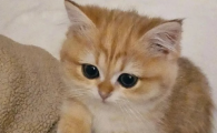 猫流清水鼻涕怎么回事