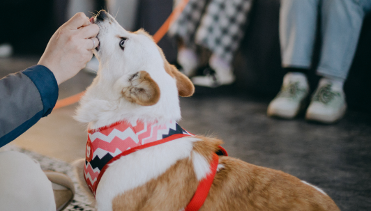 从街头流浪到心灵治愈:疗愈犬公益项目点亮流浪犬的“第二人生” 从街头流浪到心灵治愈:疗愈犬公益项目点亮流浪犬的“第二人生”