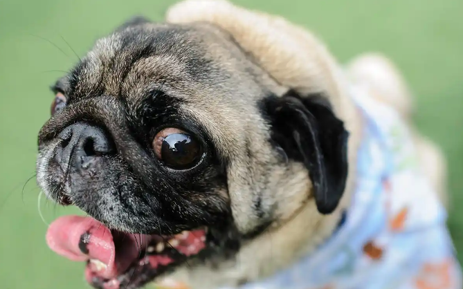 巴哥犬:丑萌界的扛把子,打呼噜界的no.1 巴哥犬:丑萌界的扛把子,打呼噜界的no.1