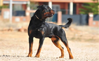 罗威纳犬能长多少斤?这体重你扛得住吗?