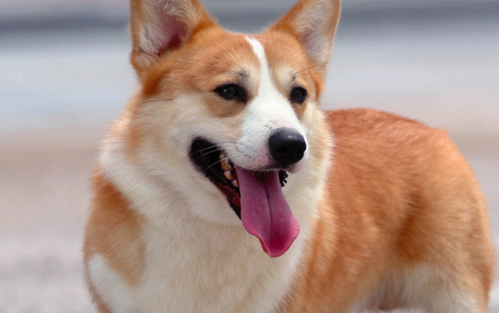 怎么分辨威尔斯柯基犬纯不纯，今天教你这五招