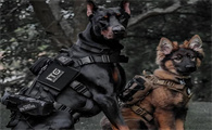 世界顶级护卫犬,养了它们就等于请了“私人保镖”