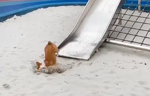 柯基玩滑滑梯时,不小心摔倒狗头直接插进了沙子里 柯基玩滑滑梯时,不小心摔倒狗头直接插进了沙子里