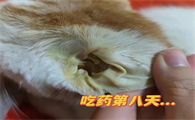 猫咪肝炎严重吗