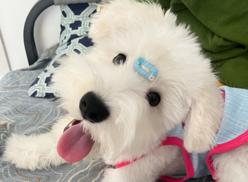 狗狗黑色指甲怎么看血线