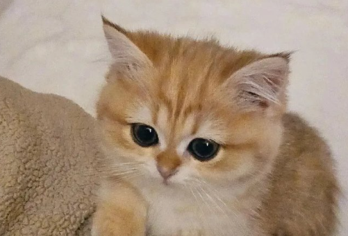 猫流清水鼻涕怎么回事 猫流清水鼻涕怎么回事