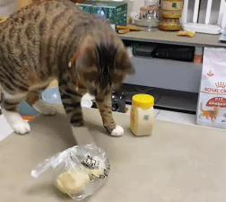 狸花猫把包子扔起来摔。网友:感觉有点像在玩老鼠…… 狸花猫把包子扔起来摔。网友:感觉有点像在玩老鼠……