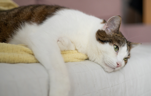 猫瘟康复后的猫咪还会再次感染吗