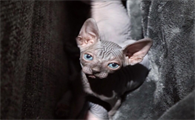宠物猫得肾衰的原因是什么引起的