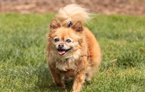 狗狗打过疫苗还会感染细小病毒吗? 狗狗打过疫苗还会感染细小病毒吗?