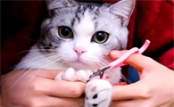 猫指甲应该怎么剪