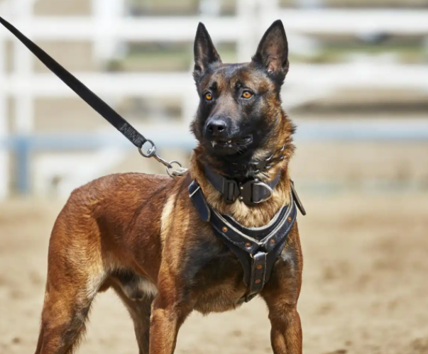 揭秘!护卫犬排行榜前十名 揭秘!护卫犬排行榜前十名