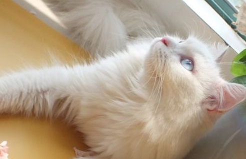 猫咪可以闻熏香吗
