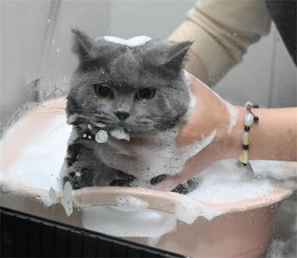 宠物猫咪洗澡后耳朵流出很多脏东西