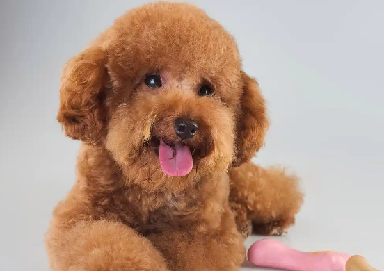 泰迪犬爆毛全攻略,你家狗狗几个月开始爆毛? 泰迪犬爆毛全攻略,你家狗狗几个月开始爆毛?