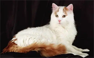 猫瘟治疗期间需要保温吗