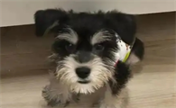 狗狗脑炎可以治愈吗