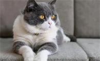 怎样判断猫咪是否患上内分泌失调疾病?