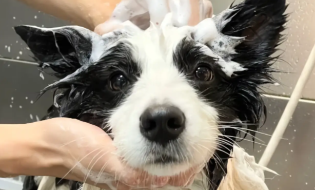 Royal pet宠物沐浴露过期了还能用吗