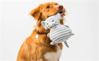 老年犬如何护理