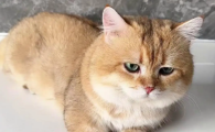 猫在什么情况容易得猫癣