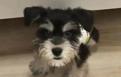 狗狗脑炎可以治愈吗 狗狗脑炎可以治愈吗