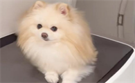 狗挑食是不是零食给太多了？