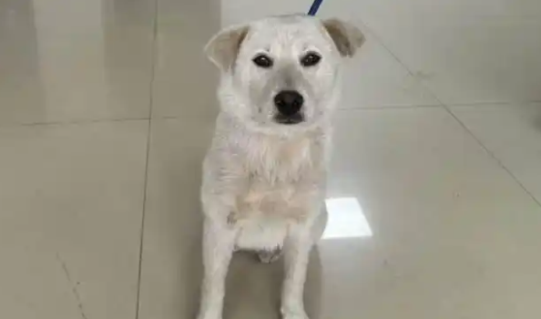 让无数网友牵挂的景区小白狗有了好消息 让无数网友牵挂的景区小白狗有了好消息