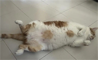 猫咪腹部起伏急促怎么回事