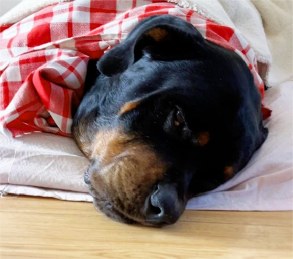 狗狗被大门夹到了吐血怎么办 狗狗被大门夹到了吐血怎么办