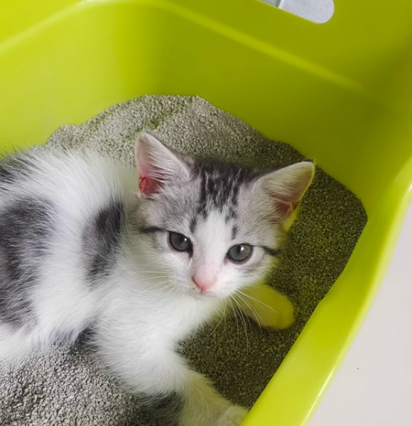 猫砂盆用什么样的好?泰格宠物半封闭猫厕所专为幼猫设计 猫砂盆用什么样的好?泰格宠物半封闭猫厕所专为幼猫设计