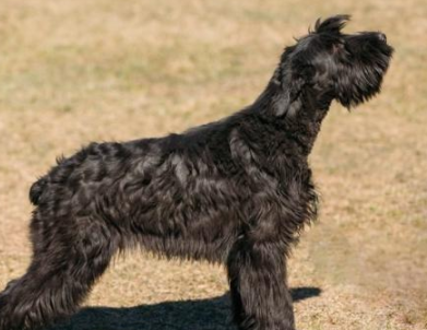 护卫犬推荐,但它们真的适合家养吗 护卫犬推荐,但它们真的适合家养吗