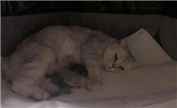 猫的预产期从配的第一天算吗