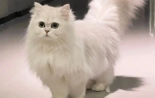 母猫绝育后需要补充营养吗? 母猫绝育后需要补充营养吗?