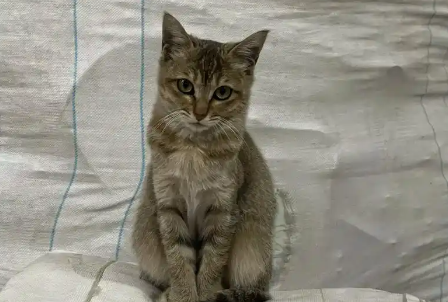 猫耳朵上长了一颗痘痘是怎么回事