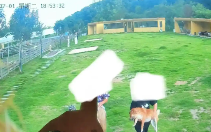 长沙一柴犬在寄养店蹊跷死亡,毛孩子的安全如何守护 长沙一柴犬在寄养店蹊跷死亡,毛孩子的安全如何守护