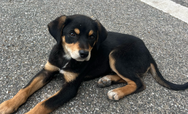 狗狗抽筋是怎么回事 狗狗抽筋是怎么回事